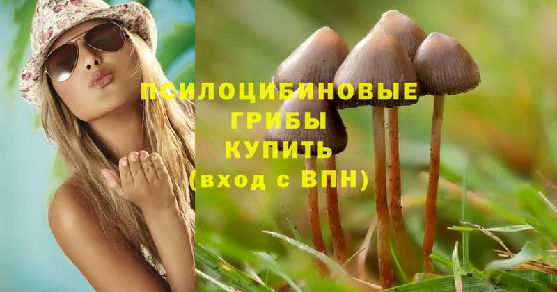 где найти наркотики  Среднеуральск  Псилоцибиновые грибы Psilocybe 